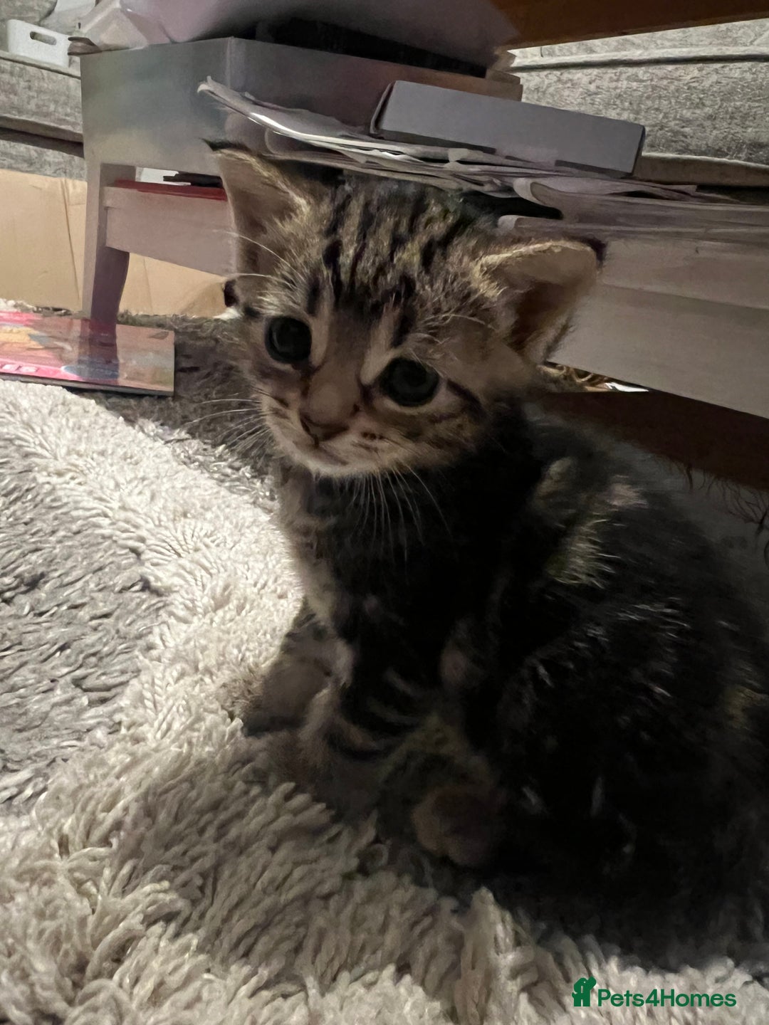 British Shorthair cats for sale: Bengal/Russian Blue/British short hair  - Image 4