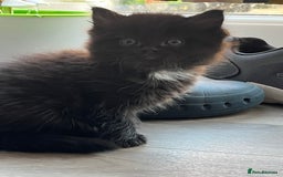 Ragdoll cats for sale: “Adorable Black Ragdoll Kittens – Don’t Miss Out!” - Image 4