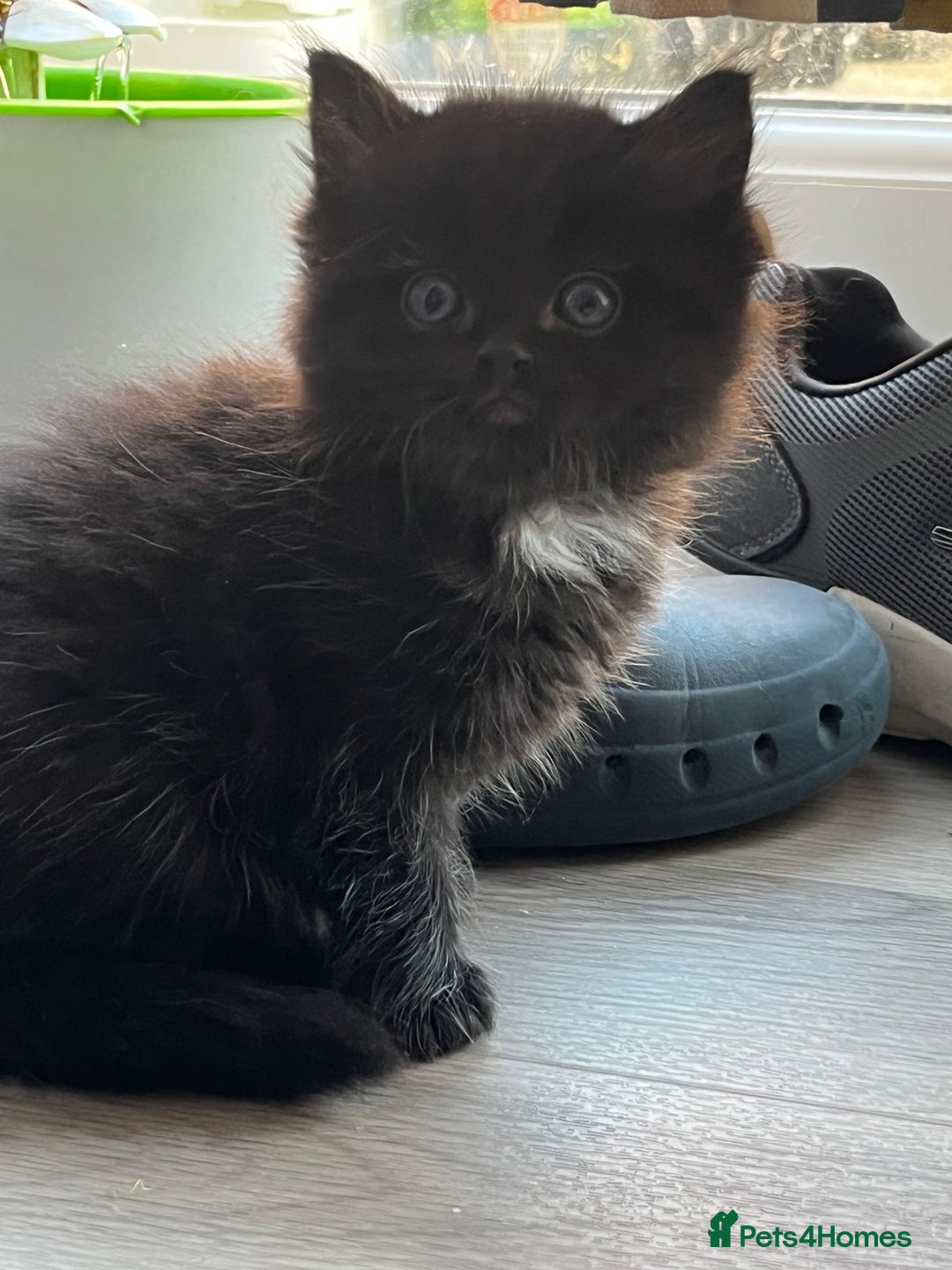 Ragdoll cats for sale: “Adorable Black Ragdoll Kittens – Don’t Miss Out!” - Image 4