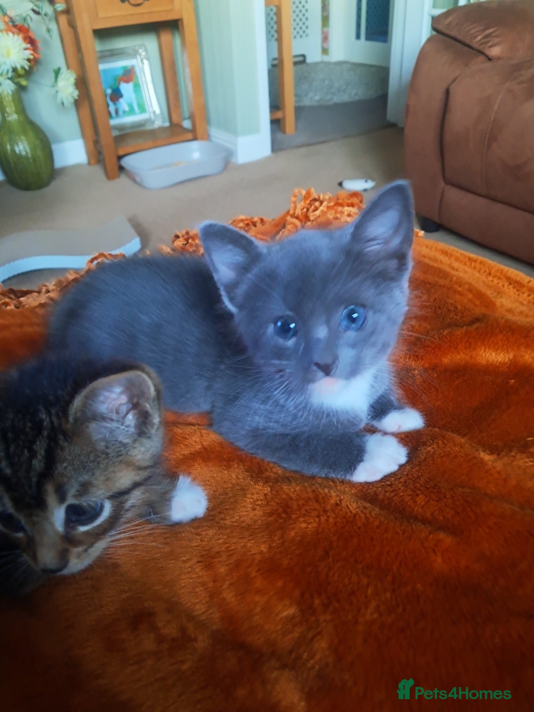 Mixed Breed cats for sale: 3 BEAUTIFUL KITTENS 😸 AVAILABLE STRAIGHT AWAY  - Advert 16