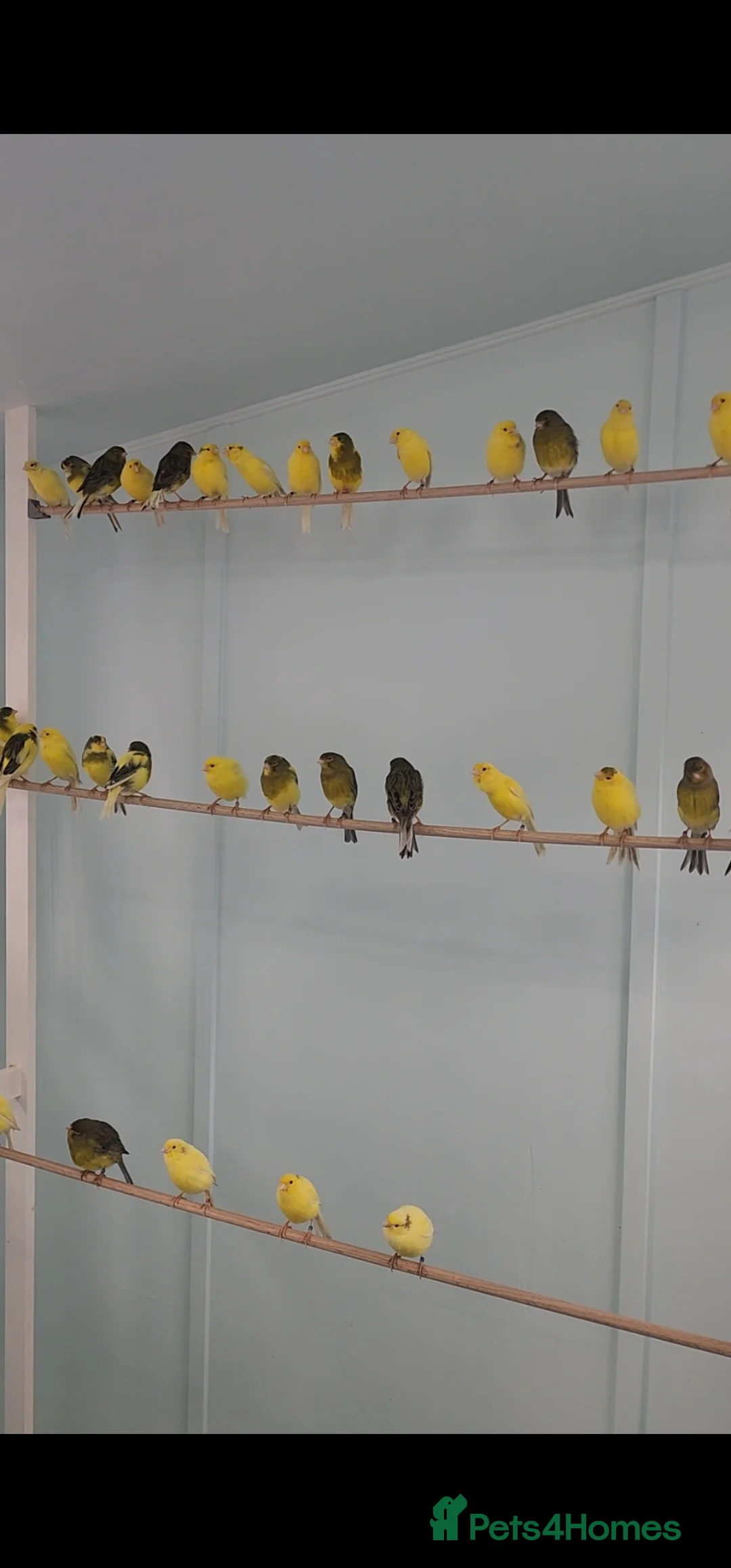 Canaries birds for sale: Roller canary  - Advert 2