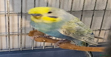 Budgerigars birds - Advert 11