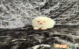 Pomeranian dogs for sale: Top Quality 🐼 Championship Lines - Image 5