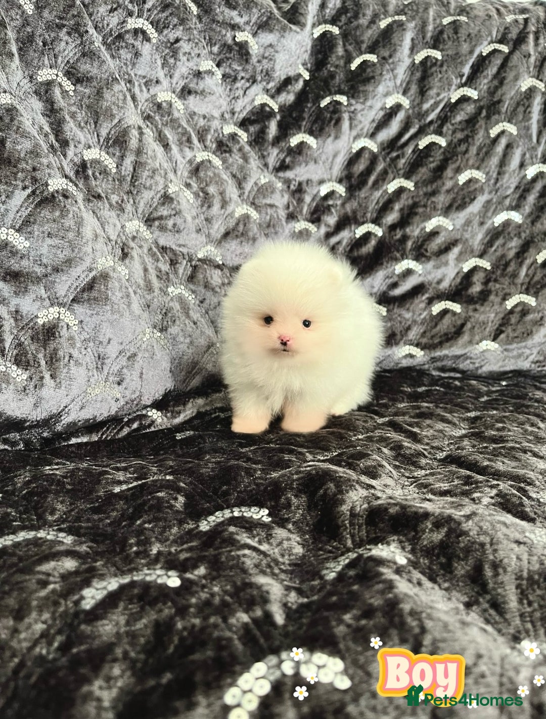Pomeranian dogs for sale: Top Quality 🐼 Championship Lines - Image 5