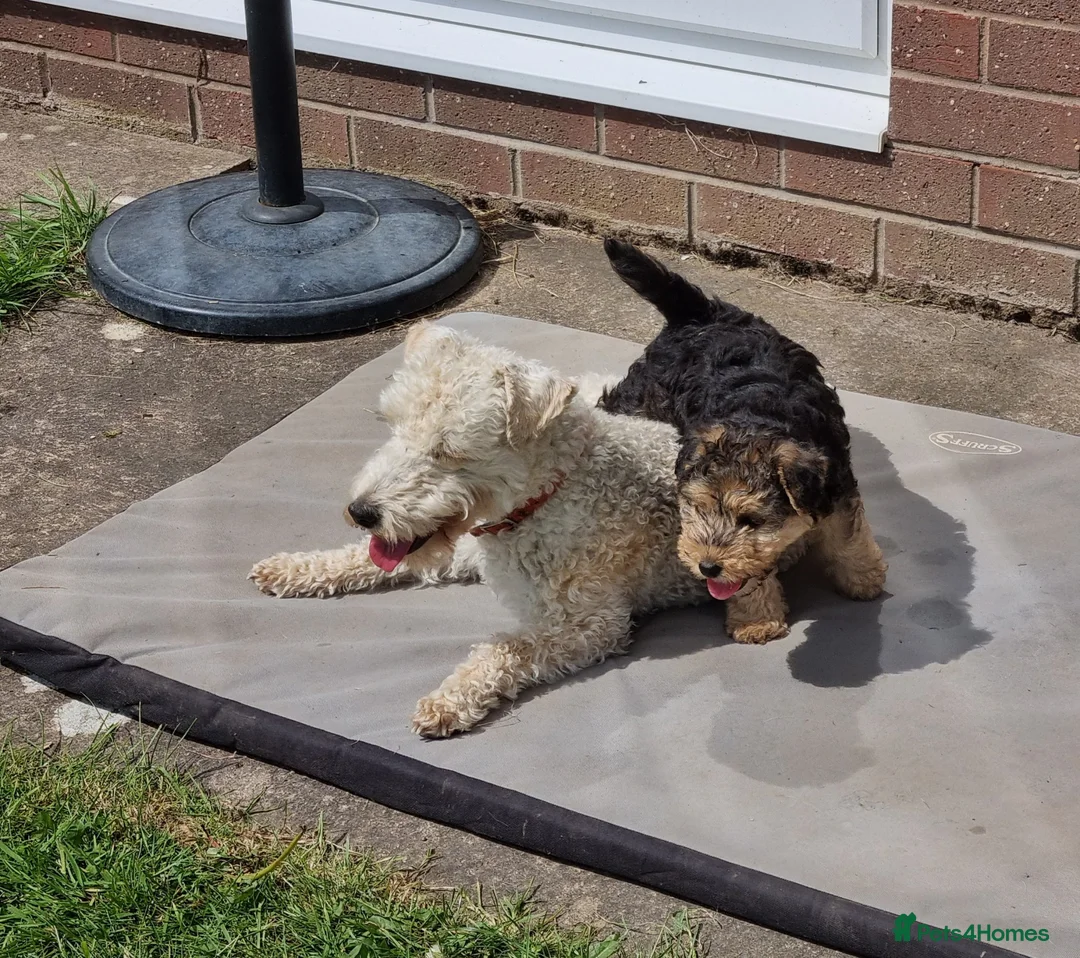 Lakeland Terrier dogs for sale: KC Registered Lakeland Terrier  - Advert 1