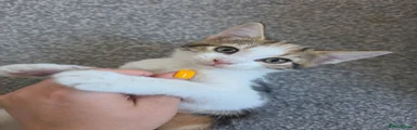 Domestic Shorthair 1