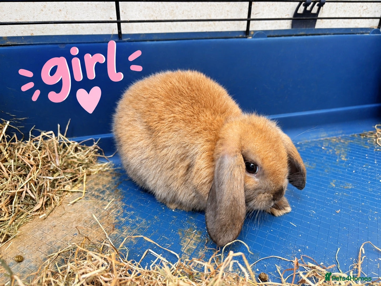 Mini Lop rabbits Ready Now! Gorgeous Mini Lop Babies! - Advert 1