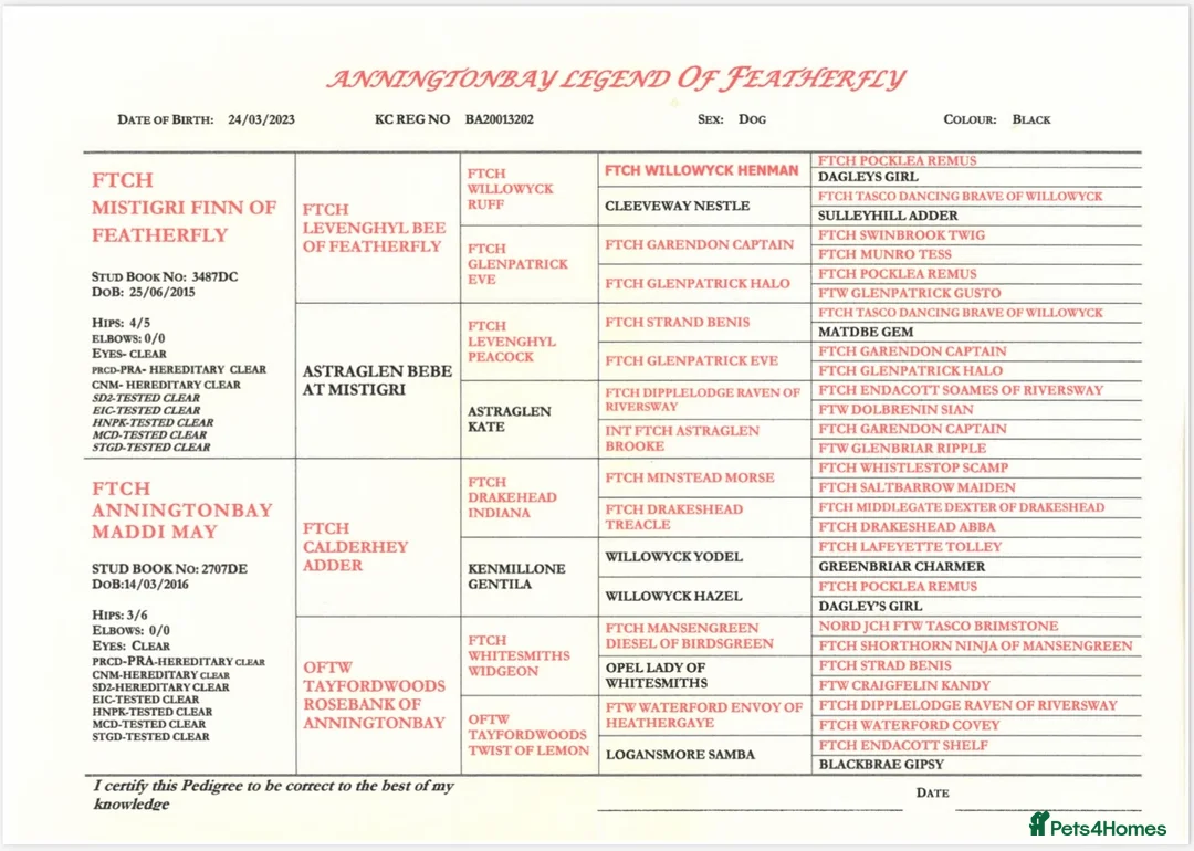 Labrador Retriever dogs for sale: Beautiful black puppies from excellent pedigree. - Advert 2