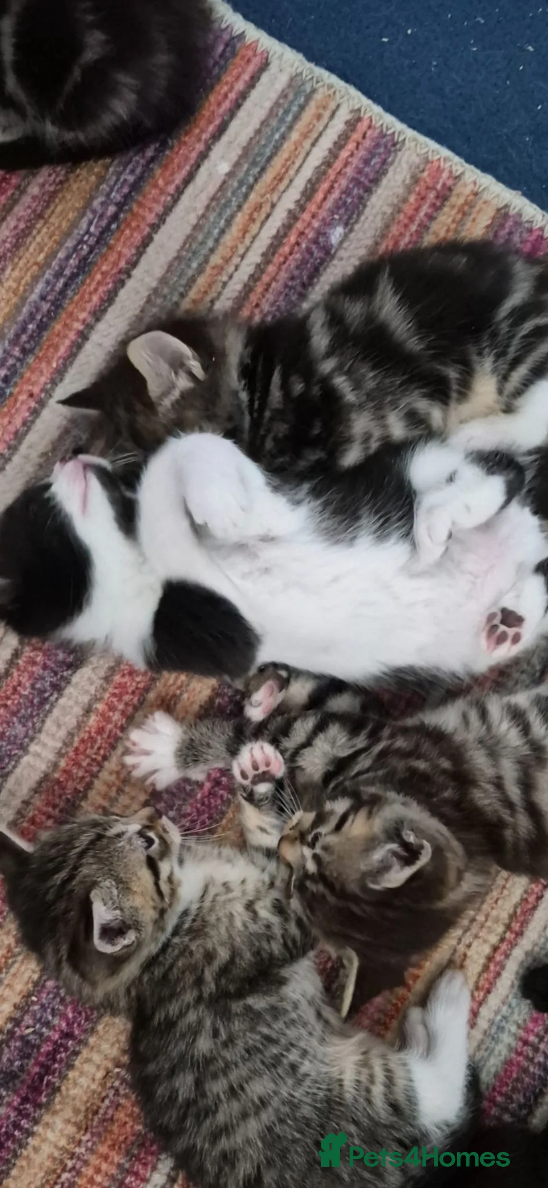 Domestic Shorthair cats for sale: Beautiful kittens ready now - Advert 2