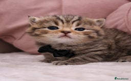 British Shorthair cats for sale: 🎄 British Shorthair - Ready 21 December - Image 16