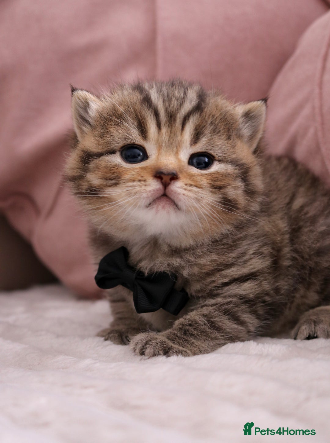 British Shorthair cats for sale: 🎄 British Shorthair - Ready 21 December - Image 16