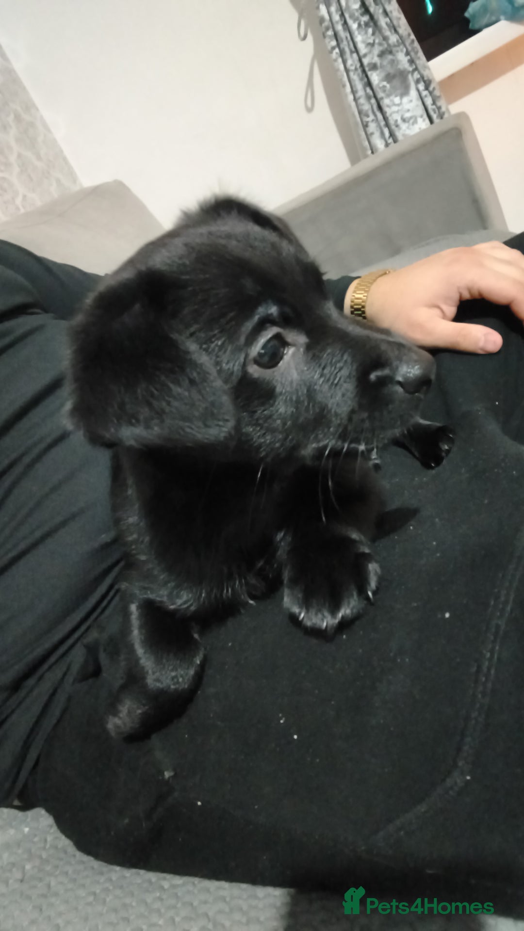 Mixed Breed dogs for sale: Jack Russell x chow chow - Image 2