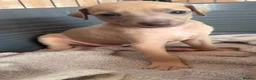 Italian Greyhound dogs for sale: Morgan’s KC registered Italian greyhounds  - Advert 2