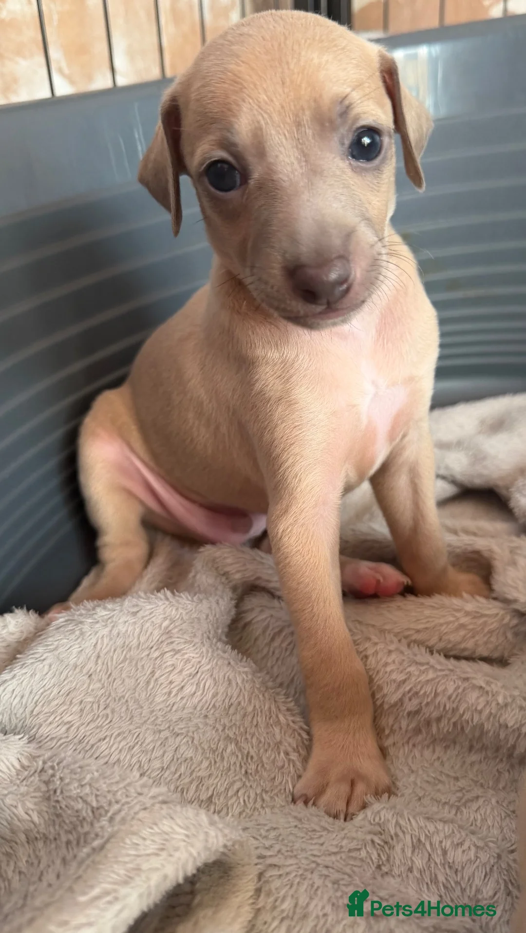 Italian Greyhound dogs for sale: Morgan’s KC registered Italian greyhounds  - Advert 2
