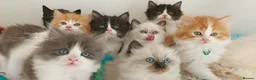 Ragdoll cats for sale: Beautiful cross Ragdoll/Persian 😻😻😻😻 - Advert 18