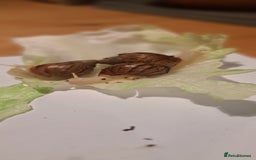 Snails invertebrates for sale: African Land Snails Hatched 21/4/25 - Image 5