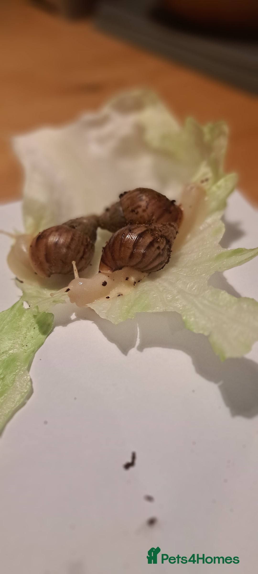 Snails invertebrates for sale: African Land Snails Hatched 21/4/25 - Image 5