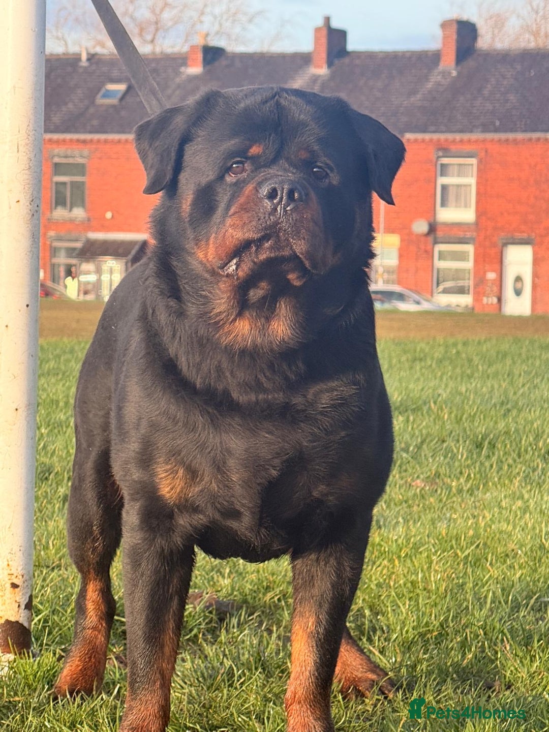 Rottweiler dogs for stud: Top quality health tested kc male German X serbian - Advert 14