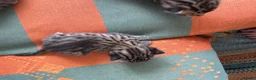 Bengal cats for sale: 3/4 blue bengal  kittens - Advert 9