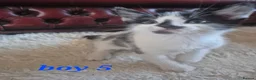 Mixed Breed cats for sale: 4 girls 4 boys 8 week old kittens  - Advert 12