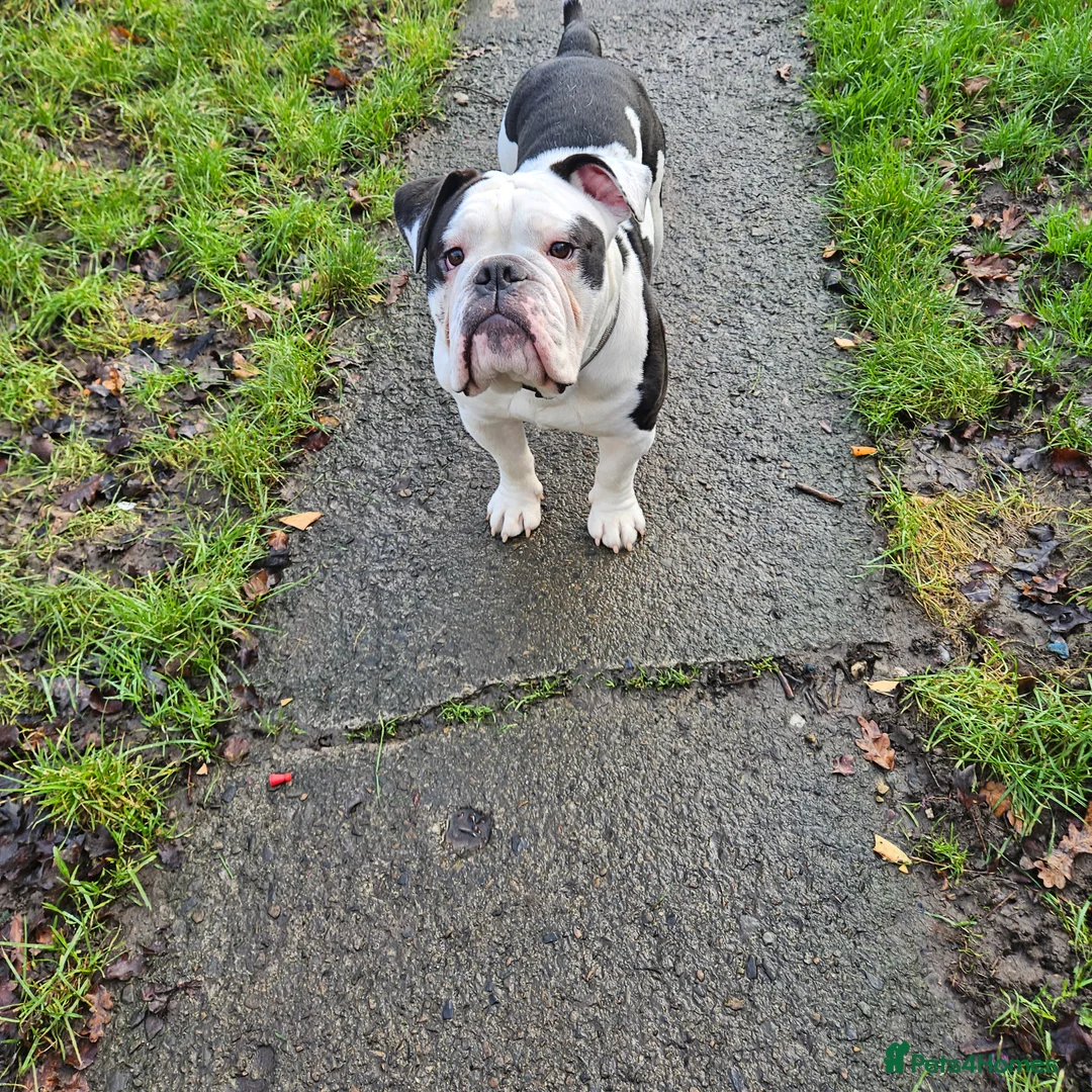 Mixed Breed dogs for sale: Staffie spaniel X old English bulldog  - Advert 2