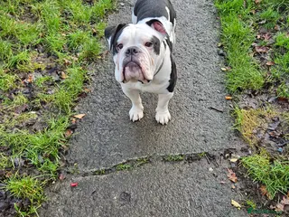 Mixed Breed dogs Staffie spaniel X old English bulldog - Advert 11