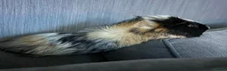 Guinea Pig rodents for sale: Singular male guinea pig looking for a new home - Advert 4