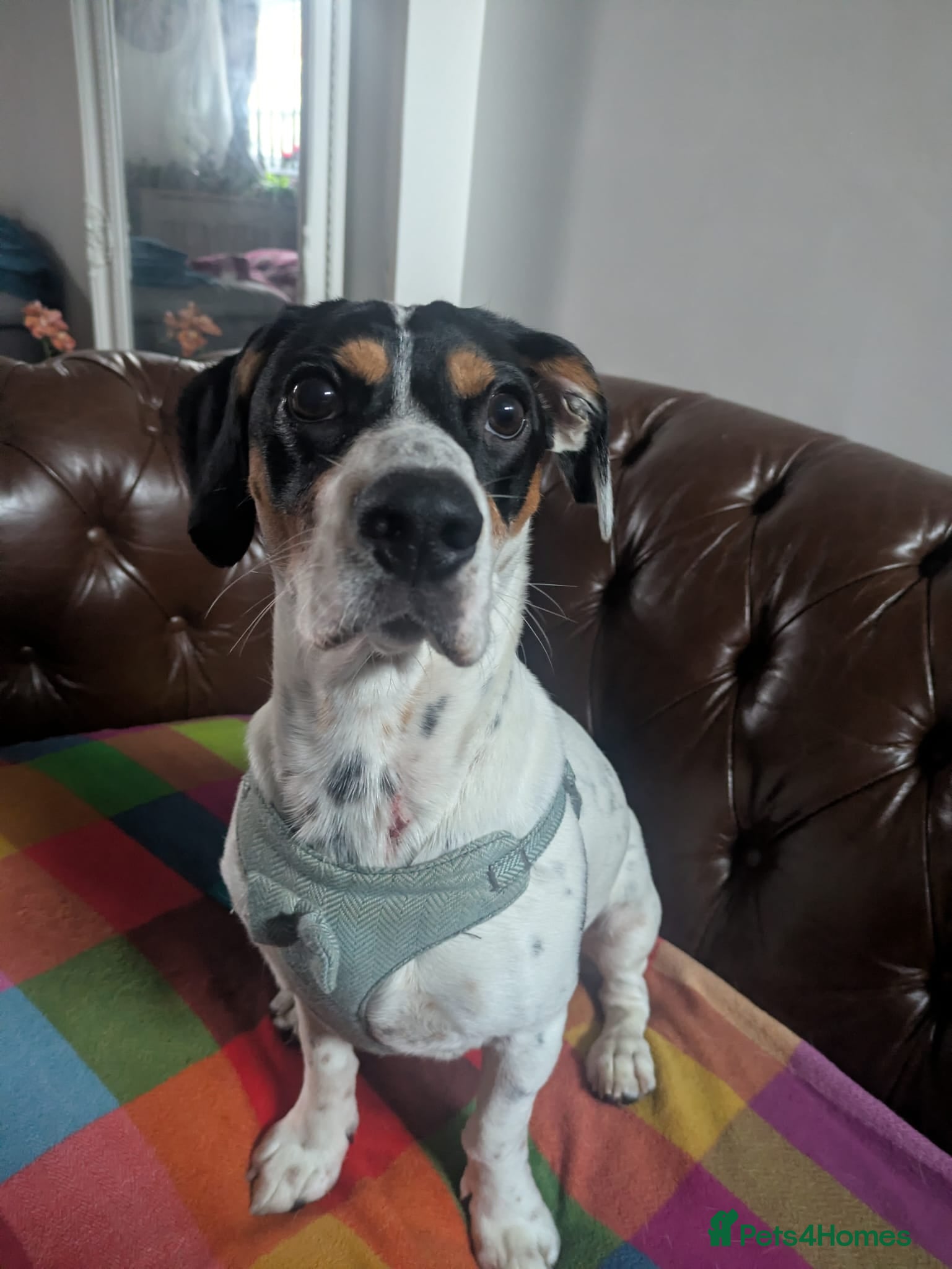 Mixed Breed dogs Max, 10 months old Jack Russel cross  - Advert 1