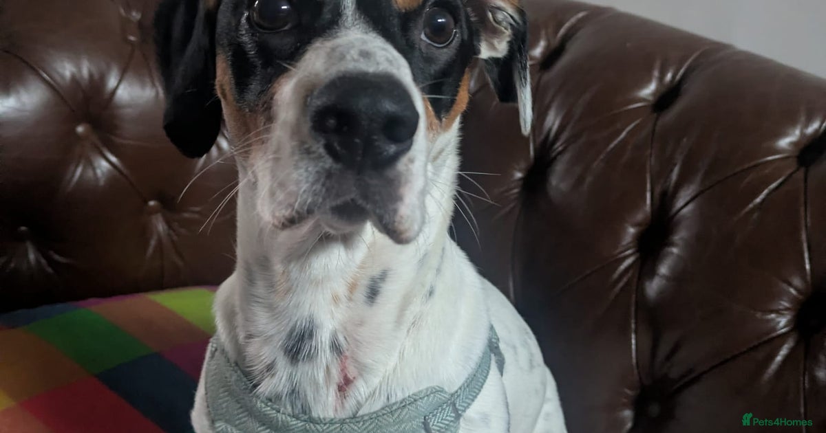 Max, 10 months old Jack Russel cross for sale in Leek | Pets4Homes