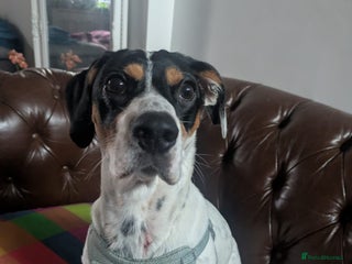 Mixed Breed dogs Max, 10 months old Jack Russel cross - Advert 1