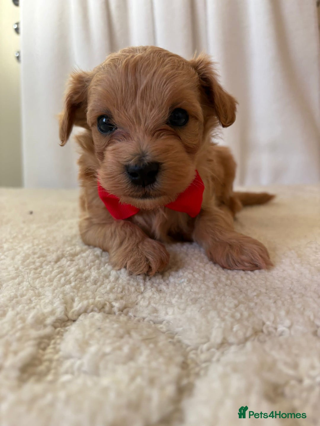 Maltipoo dogs for sale: F1 beautiful maltipoo baby’s 🩵🩷 - Image 10
