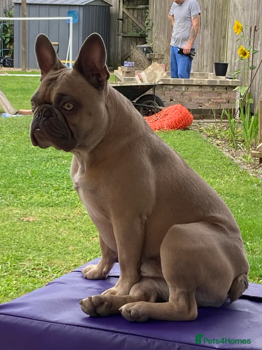 French Bulldog dogs for sale: French bull dog - Advert 2