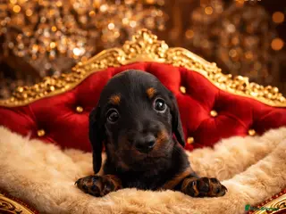 Miniature Dachshund dogs KC Pedigree Long Hair Mini Dachshund boy & girls - Advert 3