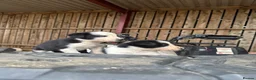 Border Collie dogs for sale: cute border collie pups - Advert 5