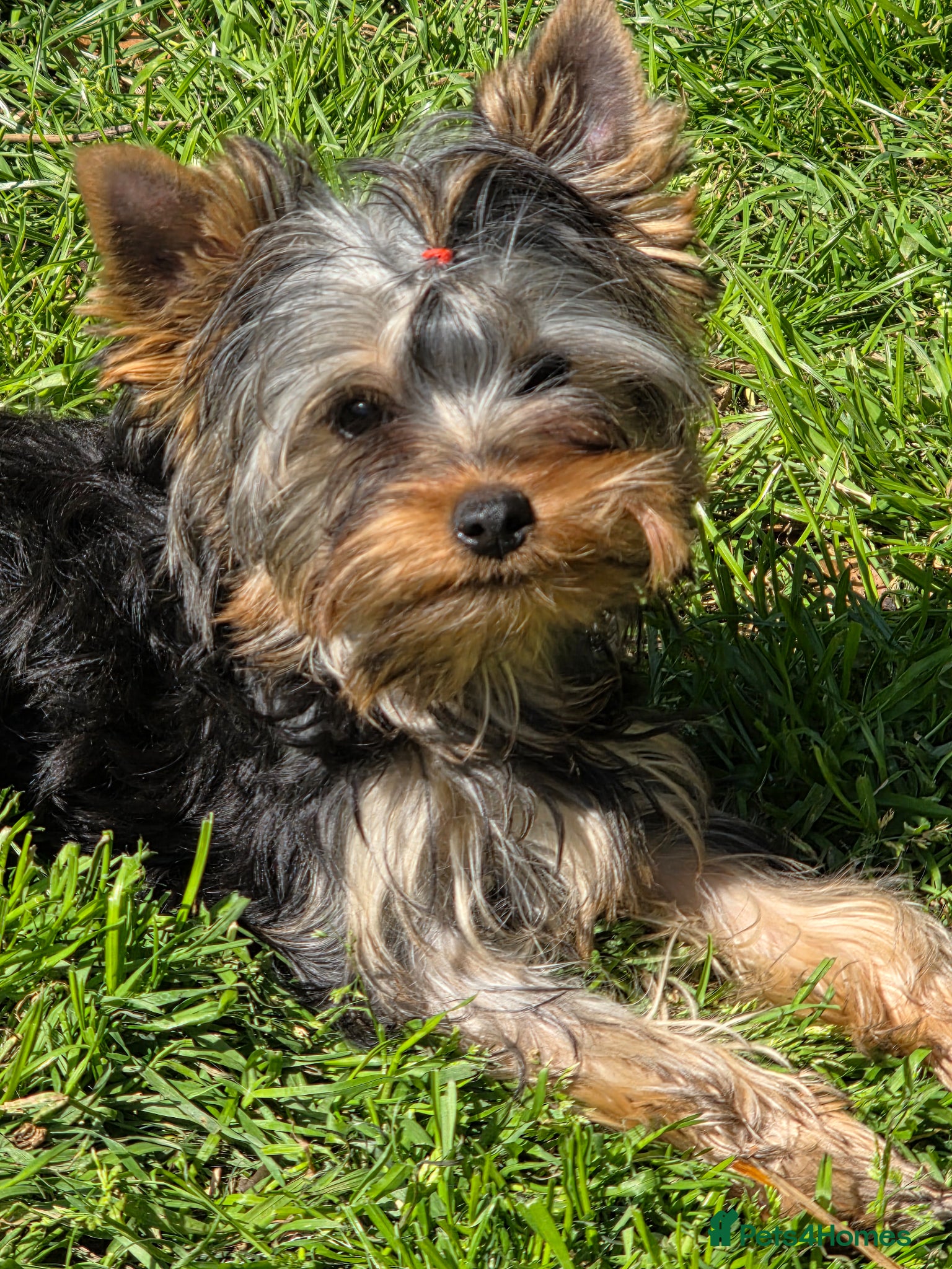 Yorkshire Terrier dogs KC Registered Yorkshire puppies  - Advert 6