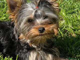 Yorkshire Terrier dogs KC Registered Yorkshire puppies - Advert 4