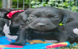 Labrador Retriever dogs for sale: Carefully & selectively bred, versatile pets, FTCH - Image 4