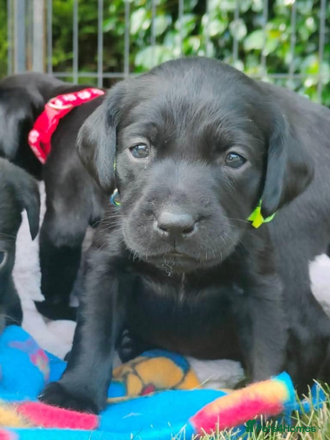 Labrador Retriever dogs for sale: Carefully & selectively bred, versatile pets, FTCH - Image 4