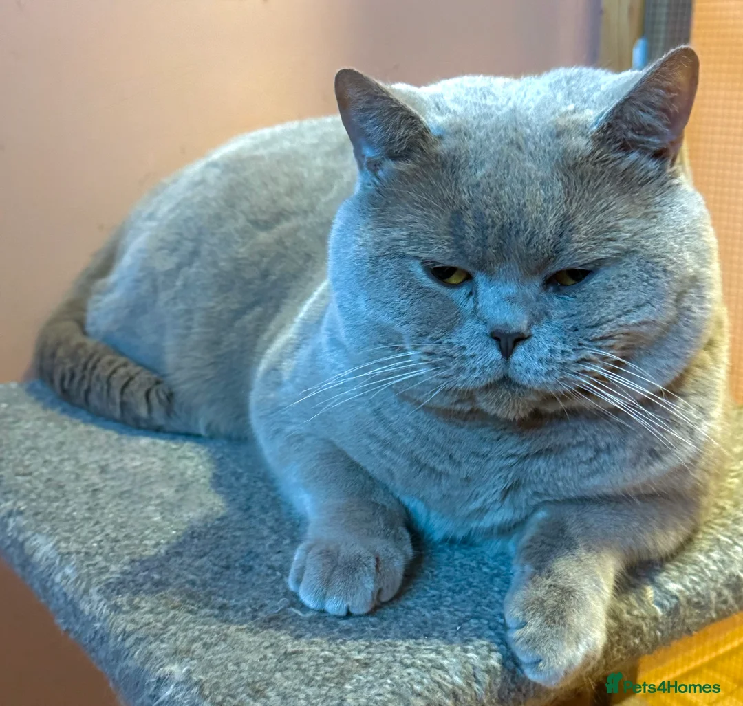 British Shorthair cats for stud: Stunning lilac boy for stud, active GCCF andTICA! in Mansfield - Advert 2