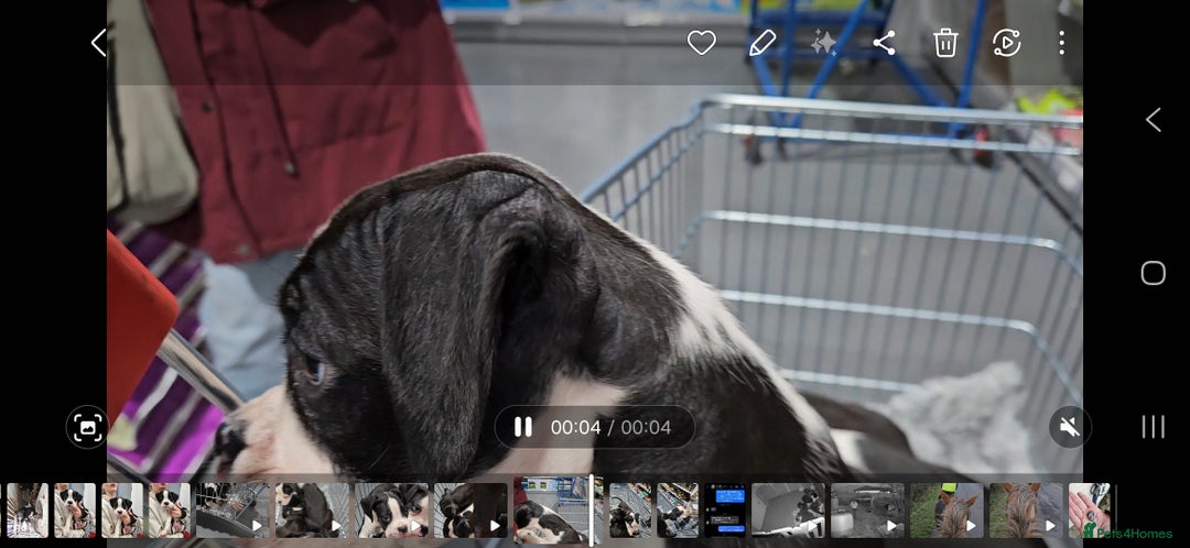 Boxer dogs for sale: READY NOW Kc reg sealed brindle fully vac  - Image 11