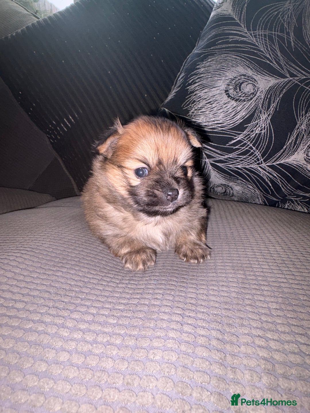 Pomchi dogs for sale: Two beautiful pomchis - Advert 2