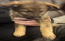 Mixed Breed dogs for sale: German shepherd x Alaskan malamute - Image 5