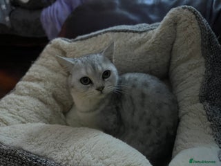 British Shorthair cats Silver British shorthair kittens - Advert 1