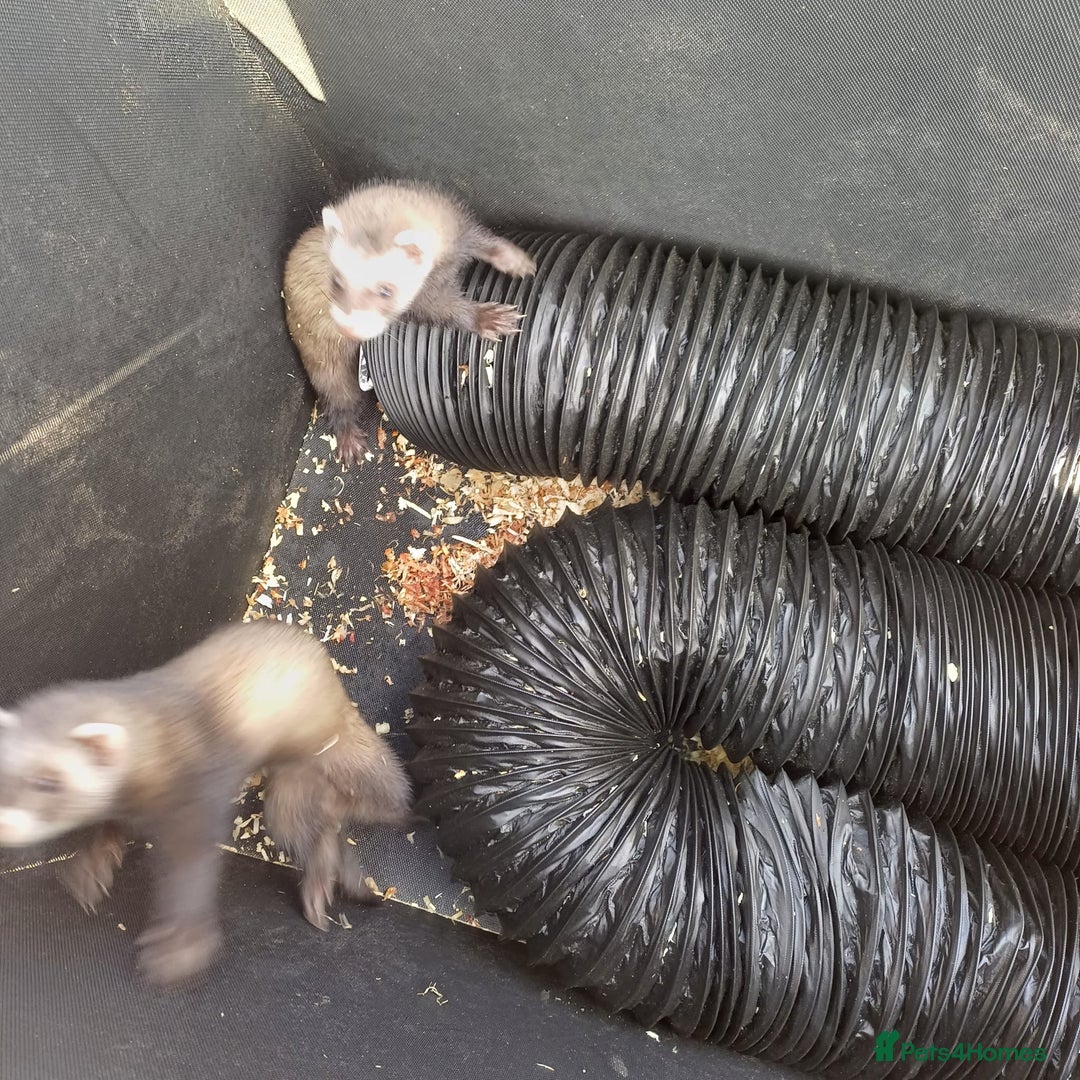 Ferret rodents for sale: Super friendly ferrets - Image 4
