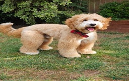 Australian Labradoodle dogs for stud: HIP 0/0 ELBOW 0/0! 100% AUSTRALIAN LABRADOODLE - Image 4