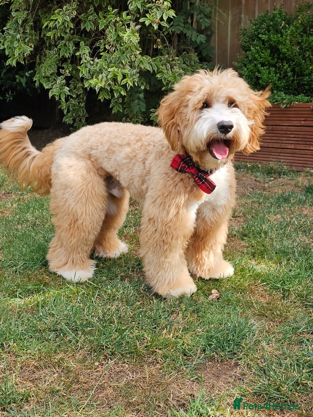 Australian Labradoodle dogs for stud: HIP 0/0 ELBOW 0/0! 100% AUSTRALIAN LABRADOODLE - Image 4