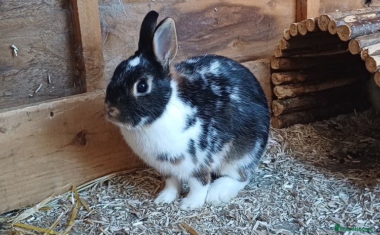 Netherland Dwarf rabbits - Advert 6