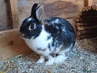 Netherland Dwarf rabbits - Advert 21