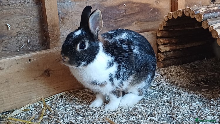 Netherland Dwarf rabbits - Advert 3