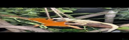 Gecko reptiles for sale: Female crested gecko  - Advert 3